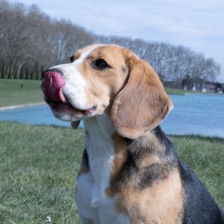 Chien au bord d'un lac