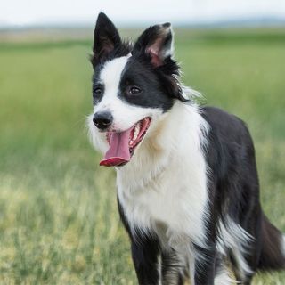 Chien en extérieur