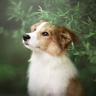 Un chiot dans la nature regardant à sa droite 