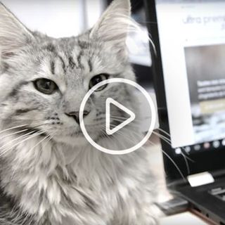 Chat allongé sur un bureau, près d'un ordinateur