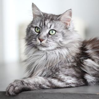 Chat gris et blanc en intérieur