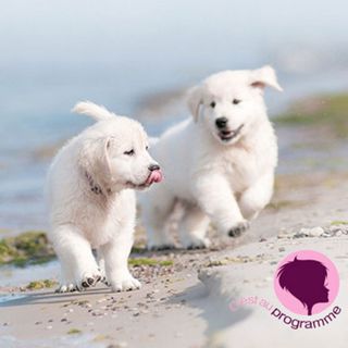 Chiots labrador qui courent sur la plage