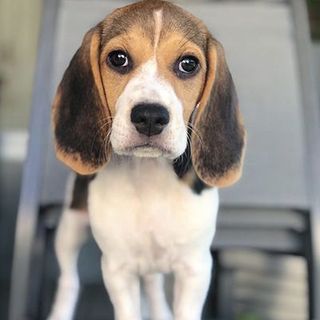 Beagle regardant l'objectif 