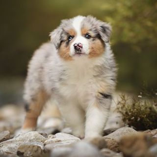 Chiot en extérieur
