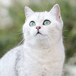 Chat blanc attentif