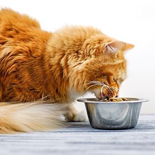 chat mangeant ses croquettes