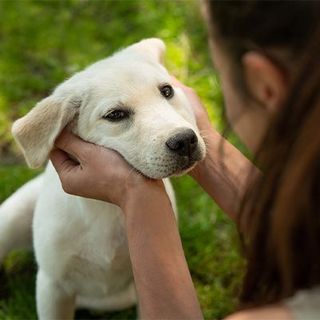 labrador chiot 