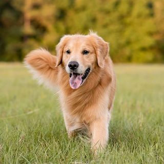 Golden Retriever dans l'herbe
