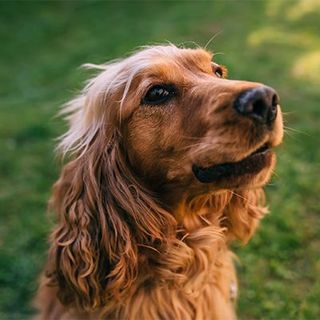 cocker dans l'herbe