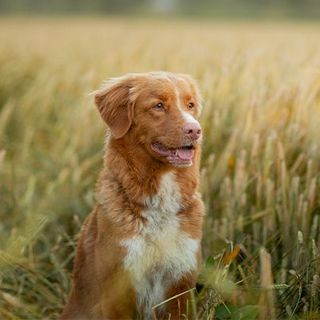 chien dans un champ