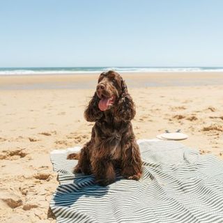 chien cocker marron sur la plage 