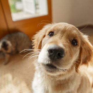 golden retriever chiot assis dans le hall d'entrée