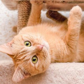 chat roux aux yeux verts