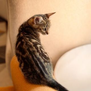 chaton tabby assis sur le rebord du canapé