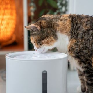 chat buvant dans sa fontaine à eau