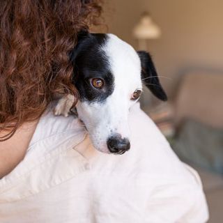 chien regardant derrière sa maîtresse
