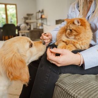 golden retriever saluant un chat dans les bras de sa maîtresse
