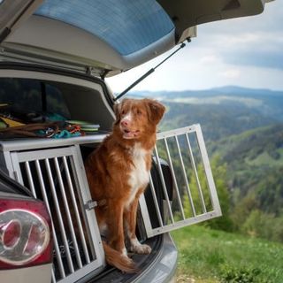 chien marron et blanc dans le coffre d'une voiture ouverte devant une vue