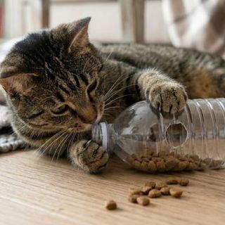 chat tabby gris jouant avec un jouet DIY bouteille croquettes