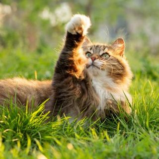 chat allongé dans l'herbe jouant avec une mouche