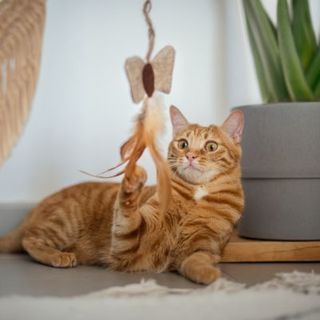 chat roux tabby jouant avec sa canne à pêche