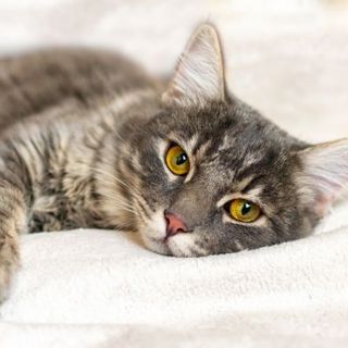 chat allongé sur un canapé