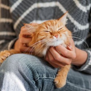 chat roux se faisant caresser par son maître