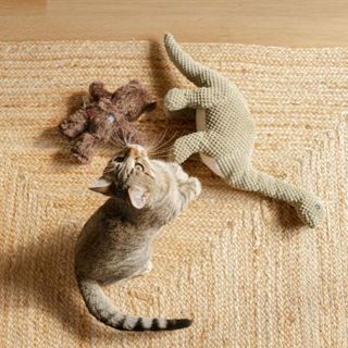 chat tigré jouant avec ses jouets