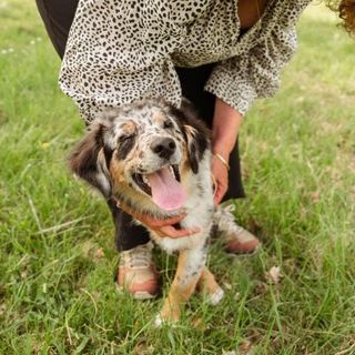 chiot berger australien jouant avec sa maîtresse dans l'herbe