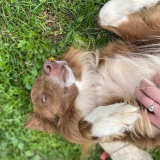 chien jouant dans l'herbe avec sa naturopathe