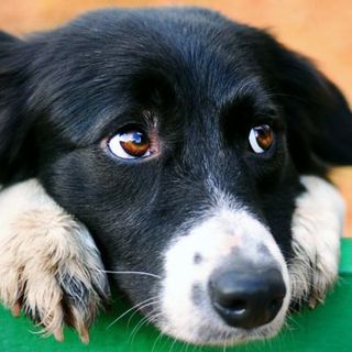 chien noir et blanc sur une barrière verte regardant à droite