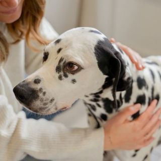 dalmatien se faisant caresser