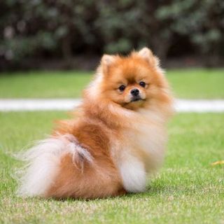 spitz nain roux sur l'herbe