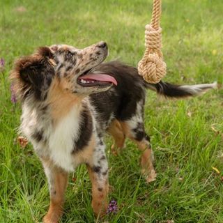 chiot berger australien jouant avec un jouet balle en corde dans un pré