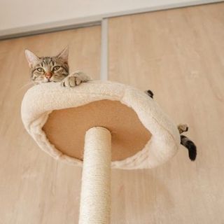 chat tabby perché sur son arbre à chat en hauteur