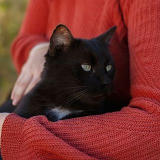 chat noir dans les bras de sa maîtresse