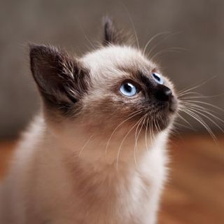 chaton balinais