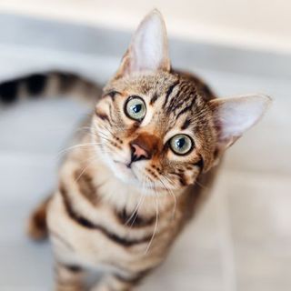 chat tigré aux yeux verts regardant la caméra