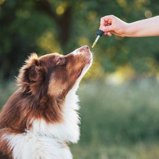 chien recevant de l'huile de chanvre à la pipette