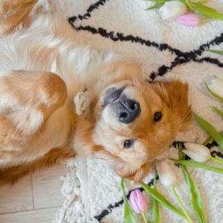 golden retriever sur un tapis avec des fleurs