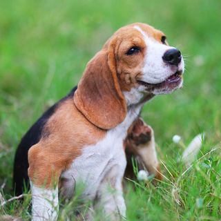 Chien allergique 