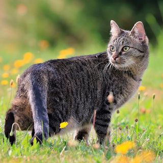 Chat en extérieur