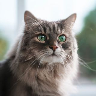 Chaleur chat à poil long 