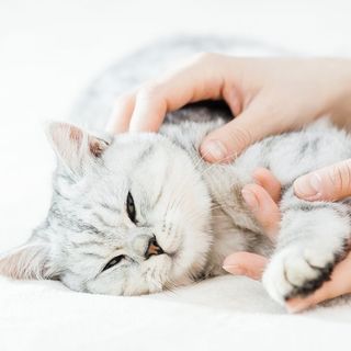 Chat sur un lit
