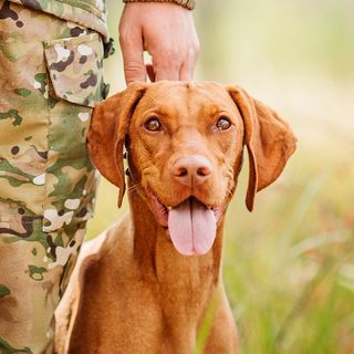 Accroche-chien-de-chasse.jpg