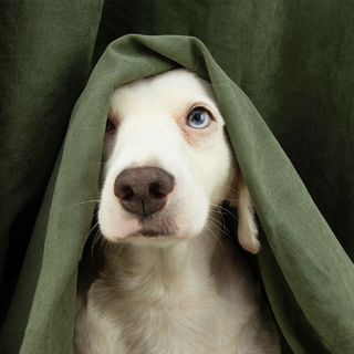 Chien qui pleure 