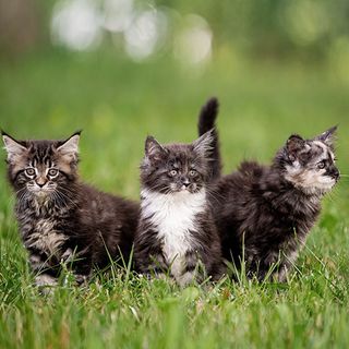 3 petits chats