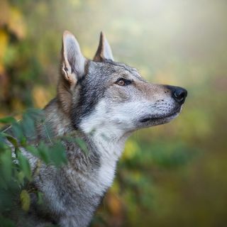 Chien loup tchécoslovaque en extérieur 
