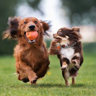 2 chiens de petites races en extérieur