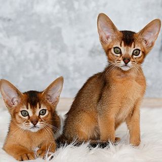 2 bébés abyssin